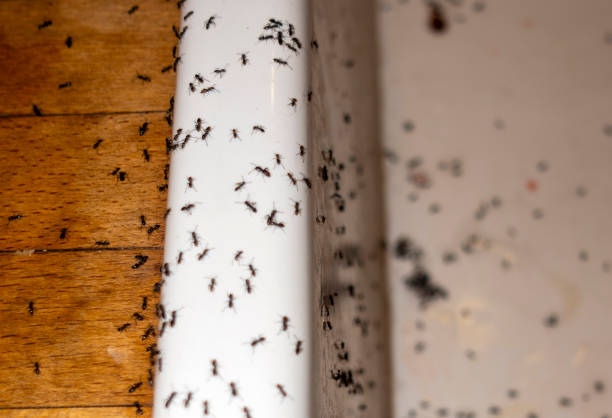 Pest Control for Restaurants in Spring City, PA