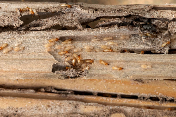 Flea Control Services in Spring City, PA
